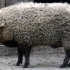 Mangalica: mađarske svinje, opis i karakteristike pasmine